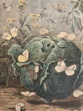 LE PETIT JOURNAL - ENTOMOLOGIE - LES PAPILLONS PUISIBLES - LES PIERIDES - 1897