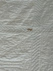 Cotton quilt with blue Hawaiian Breadfruit (Ulu) pattern — photo 8