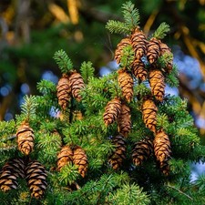 Pseudotsuga menziesii Douglas Fir 20 Seeds | Evergreen Conifer |