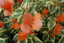 Well Rooted **ORANGE ICE** Live VARIEGATED Bougainvillea starter/plug plant*