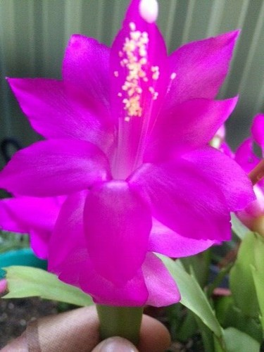3 x Limelight Dancer+ 3 x Prince Charming Schlumbergera Zygocactus Cuttings
