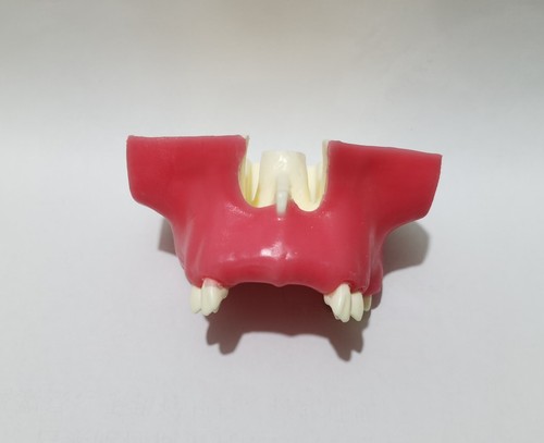 Dental Implant Maxillary Sinus Lift model Resin material Typodont Teeth - Picture 11 of 16