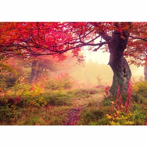 Fototapete Wald Baume Herbst Natur Sonne Liwwing No 258 Ebay
