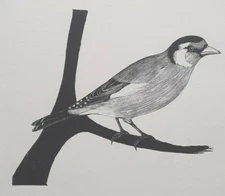 GOLDFINCH : 1920s Print of a Woodcut / Woodblock By Daglish