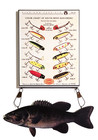Color Chart of SOUTH BEND Bass-O-Reno Lures Sign with 16" Small mouth Bass — photo 1