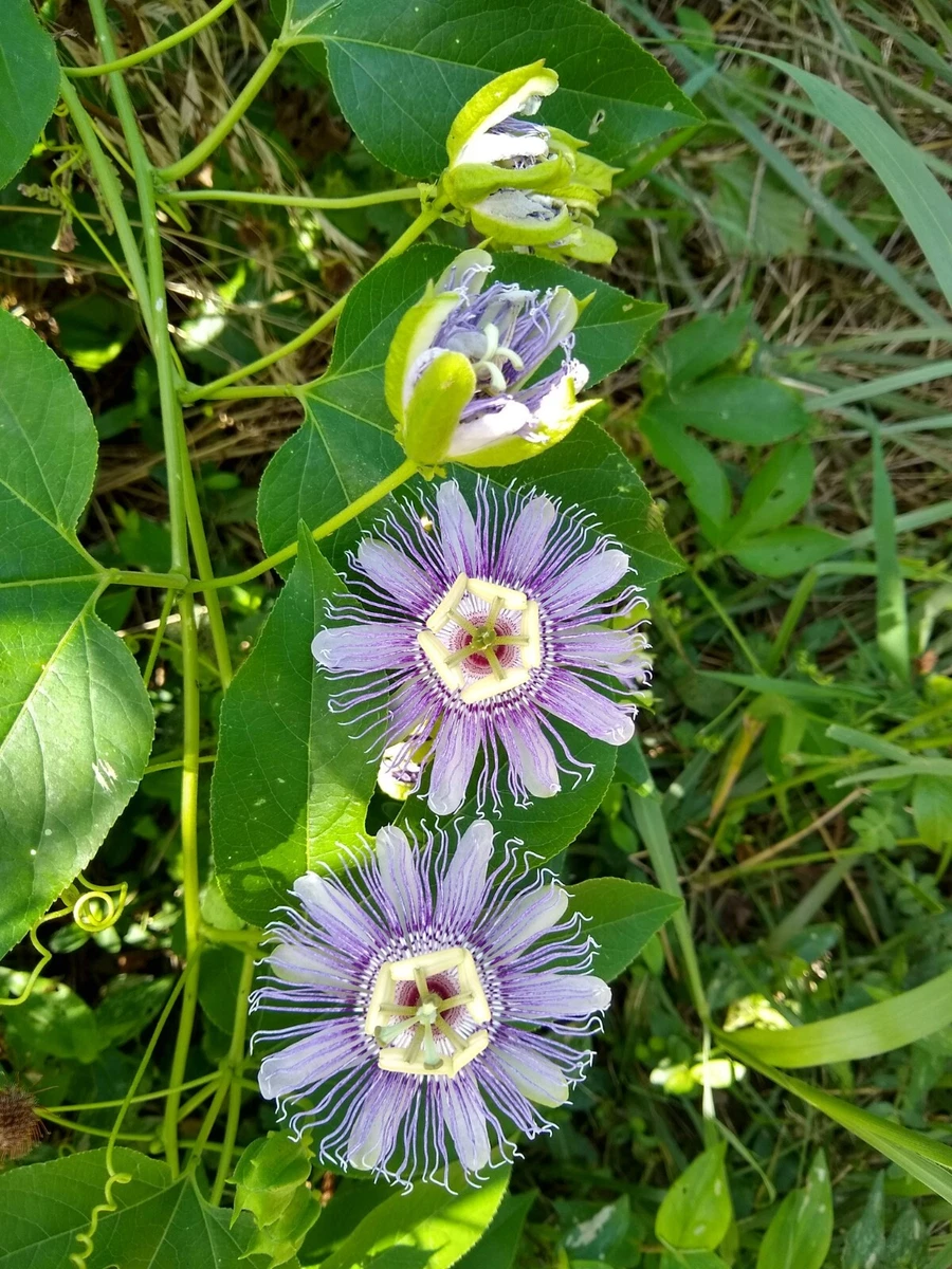 pacific northwest wildflower seeds Wildflowers Mix, Pacific Northwest