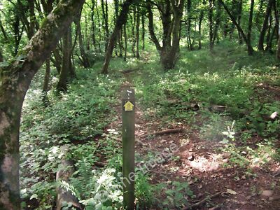 Photo 6x4 Footpath through the woods Cheriton or Stackpole Elidor  c2011