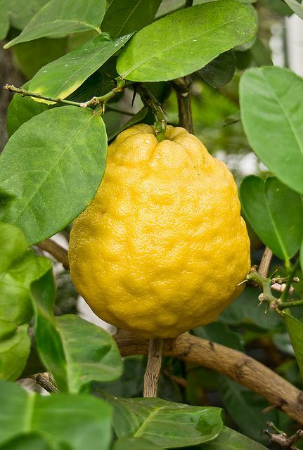lemonさまご確認用！ Citrus limon PONDEROSA LEMON Tree SEEDS! | eBay