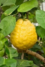 Citrus limon PONDEROSA LEMON Tree SEEDS!