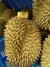 1 whole FRESH - FRESH Durian 4.5 - 6 lbs