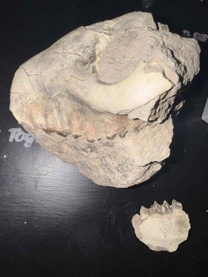 calavera oreodonte Foto 3 de 4