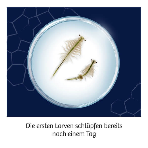 Thumbnail - Fun Science Wuselnde Salzkrebse