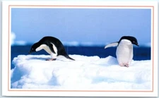 Postcard - Adelie penguins contemplated frigid Antarctic waters