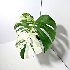 Monstera Albo Variegated 1 Leaf Free Phytosanitary