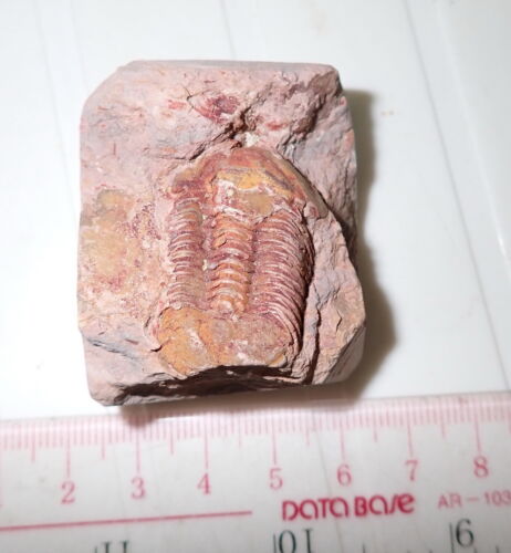 Fossil bräunlicher Trilobit Ductina vietnamica 30x19 mm 57,9 Gramm