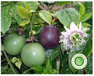 10 Graines De Passiflora Edulis Fruit De La Passion Non Traitees Ebay