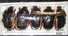 Cetoniinae Pantolia flavomarginata  Pack 5 pcs A1 MADAGASCAR - #0157