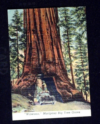 Wawona Mariposa Big Tree Grove Vintage Print Photo Card Giant Sequoia Yosemite