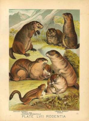 Original Antique 1880 Chromolithograph POUCHED MARMOT PRAIRIE DOG BABAC GROUND..