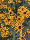 The Grove Rudbeckia — photo 4