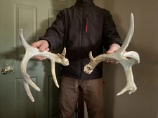 Unique Set 9 point Whitetail Deer Antlers Sheds Horns Rustic Decor  taxidermy