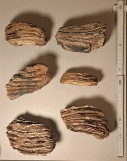 6 Stücke Mammutzahn Fossilien