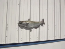 31" Channel Catfish Half Mount Fish Replica - Quick Production