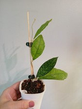 Hoya Callistophylla Cutting