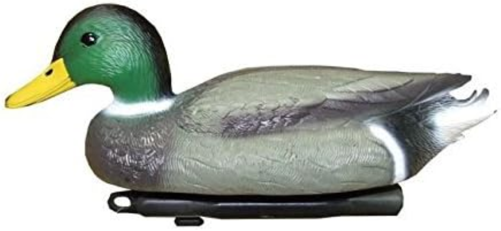 Anatra Mallard Duck
