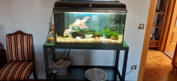 acuario con peces