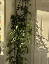 Rhaphidophora tetrasperma - Mini Monstera Minima node cutting