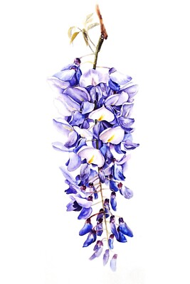 Original Watercolor Painting Wisteria Botanical Ukrainian Artist Ukraine  Art | eBay