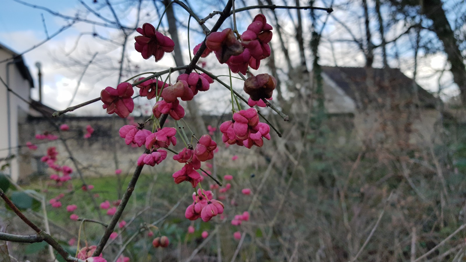 Fusain d'Europe arbuste de haie vive Euonymus europaeus 3L pour créer un brise-vue naturel coloré