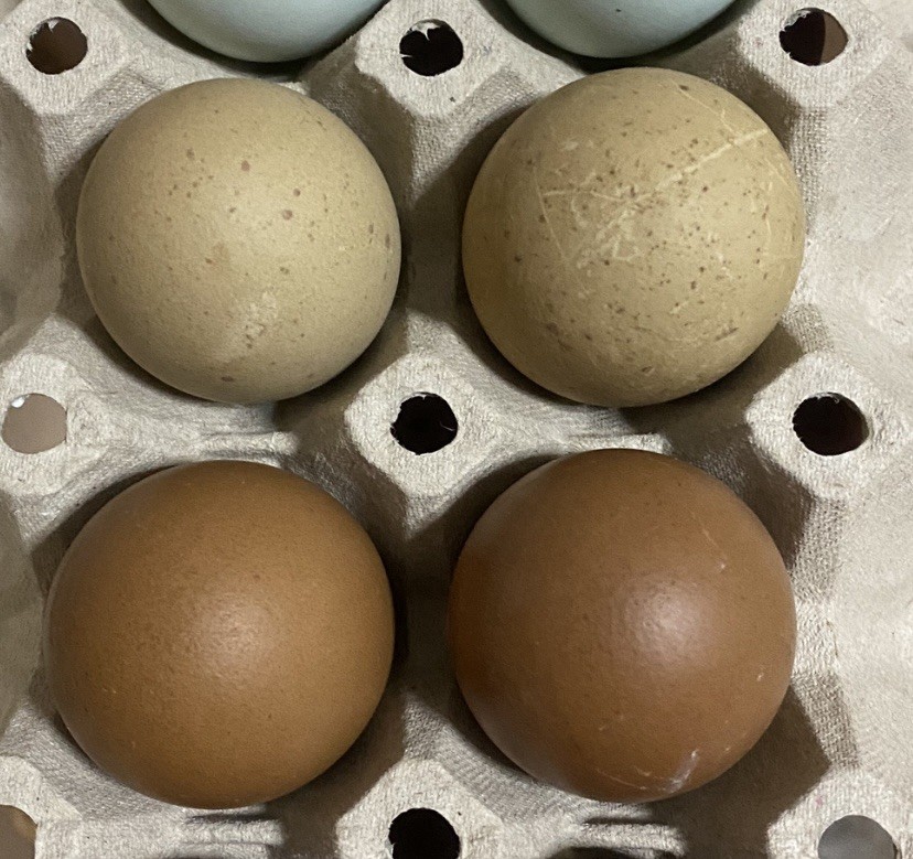 Uova feconde Olive egger F2 e Marans