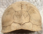 Real 5.25” Turtle Shell Taxidermy Oddity Curiosity Craft Specimen — photo 4