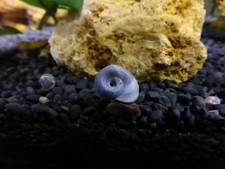 x5 RARE BLUE colored RAMSHORN AQUARIUM SNAILS (freshwater) for aquarium or pond
