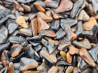 60 80 (1 oz) Fossil Shark Teeth Lot Venice Beach FL A B C Grade Meg Bull Hemi