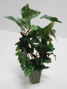 Gardenia Jasminoides Gardenie Der Hollnder Pflanzencenter Gardenia Jasminoides Gardenie Der Hollnder Pflanzencenter