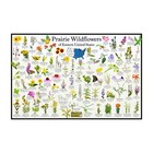 Prairie Wildflowers of Eastern United States Flower Identification Poster 