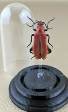 Blister Beetle Glass Dome Display specimen Entomology taxidermy Horia Debyi gift