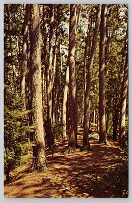 Vintage Minnesota Red Pine State Tree Photochrome Postcard HR 265