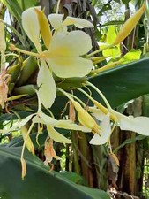 2x Yellow butterfly ginger rhizomes with stalk. Very fragrant with