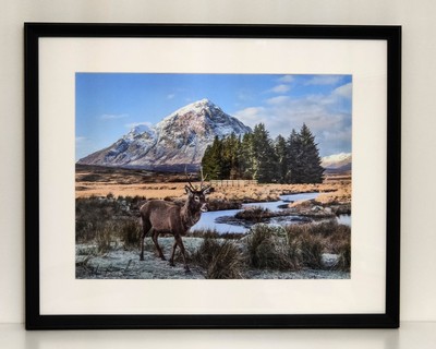 Rothirsch, Glencoe, Scottish Highlands, Schottland A3 Druck im 42 x 52 cm Rahmen