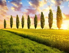 5 Lombardy Poplar Trees - Rare and Unique Privacy Tree - Very Fast Growing