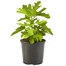 1 Gal. Black Mission Fig Tree with Green Foliage