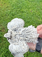 15 RARE Pearl Fee Quail Hatching Eggs NPIP AI Free