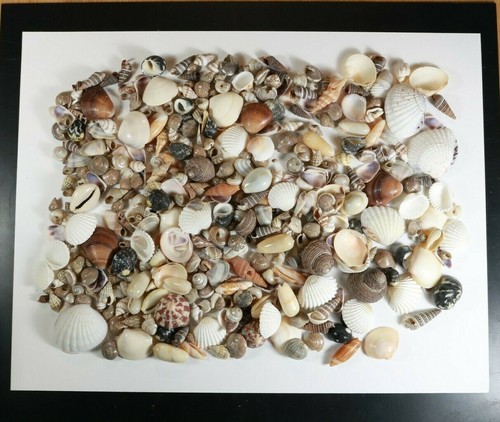 400+ Small Mixed Seashells, Assorted Craft Shells Mix US Seller Free Ship! - Picture 3 of 3