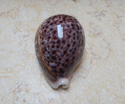 Cypraea pantherina FAT red sea shell nice color 91.6mm super natural glossy F+++