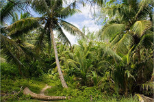 9x6ft Tropical Island Backdrops for Photography Coconut Palm Trees Background