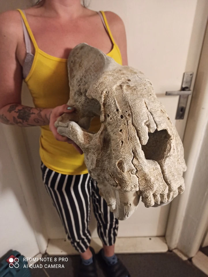 Smilodon populator, skull replika life size 1:1, very big!! - Image 4 of 4